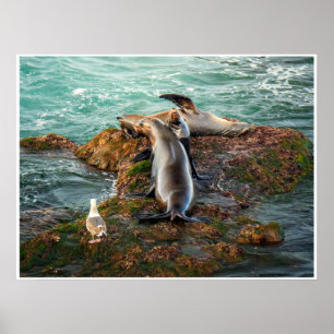 Seelöwen Küstenwandkunst Wildtier-Fotodruck Poster