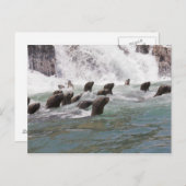 Seelöwen locken ins Wasser, um zu sehen Postkarte (Vorne/Hinten)