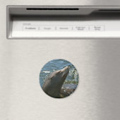 Seelöwen-Magnete Magnet (In Situ (Geschirrspüler))