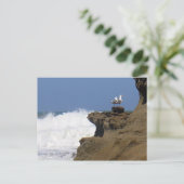 Seelöwen Postkarte (Stehend Vorderseite)