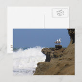 Seelöwen Postkarte (Vorne/Hinten)