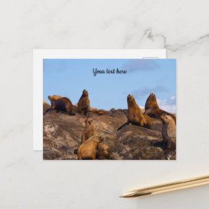 Seelöwen-Postkarte Postkarte