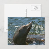 Seelöwen-Postkarten Postkarte (Vorne/Hinten)