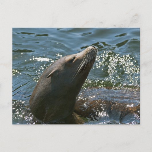 Seelöwen-Postkarten Postkarte (Vorderseite)