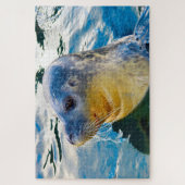 Seelöwen Puzzle (Vertikal)