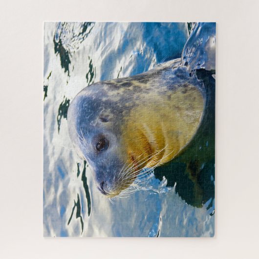 Seelöwen Puzzle (Vertikal)