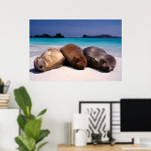 Seelöwen schlafen am Strand | Ecuador Poster (Heimbüro)