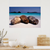 Seelöwen schlafen am Strand | Ecuador Poster (Küche)