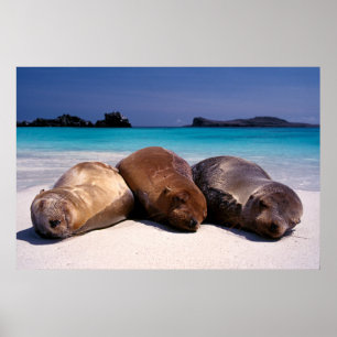 Seelöwen schlafen am Strand   Ecuador Poster