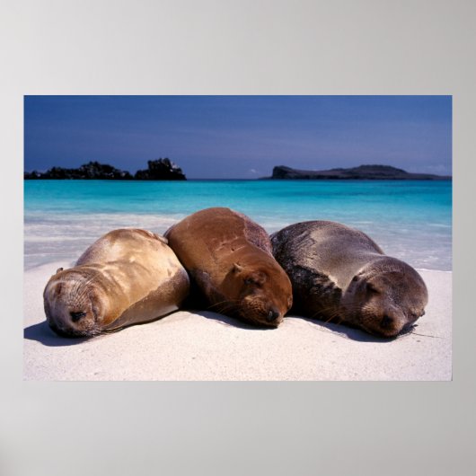 Seelöwen schlafen am Strand | Ecuador Poster (Vorne)