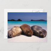 Seelöwen schlafen am Strand | Ecuador Postkarte (Vorne/Hinten)