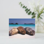 Seelöwen schlafen am Strand | Ecuador Postkarte (Stehend Vorderseite)