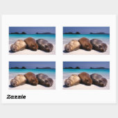 Seelöwen schlafen am Strand | Ecuador Rechteckiger Aufkleber (Blatt)