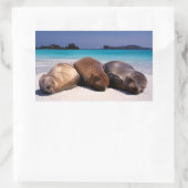 Seelöwen schlafen am Strand | Ecuador Rechteckiger Aufkleber (Tasche)