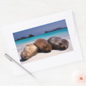 Seelöwen schlafen am Strand | Ecuador Rechteckiger Aufkleber (Umschlag)