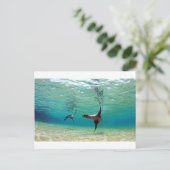Seelöwen spielen unter Wasser Galapagos Inseln Postkarte (Stehend Vorderseite)