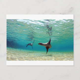 Seelöwen spielen unter Wasser Galapagos Inseln Postkarte