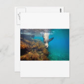 Seelöwen spielen unter Wasser Galapagos Inseln Postkarte (Vorne/Hinten)