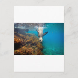 Seelöwen spielen unter Wasser Galapagos Inseln Postkarte