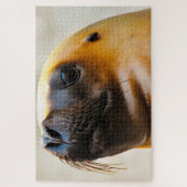 Seelöwen unserer Meere Puzzle (Vertikal)