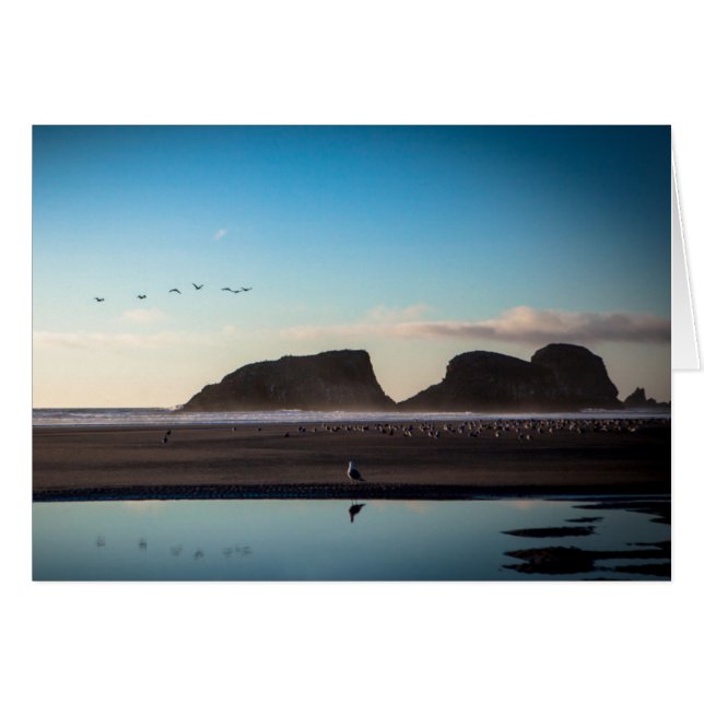 Seemöwe (Vorderseite (Horizontal))