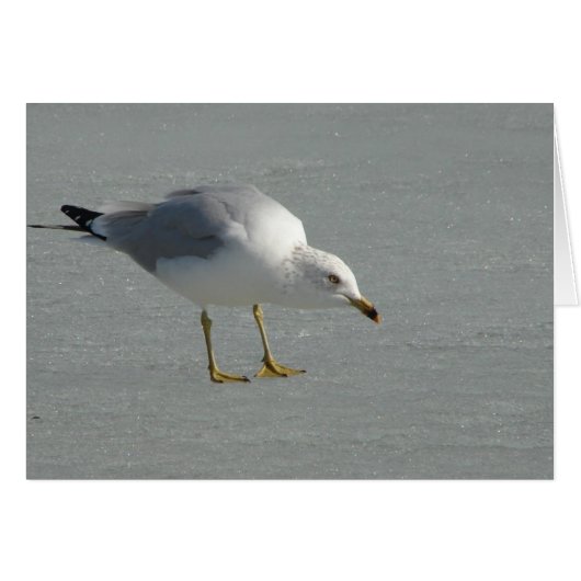 Seemöwe auf Fluss Mississipi-Eis (Vorderseite (Horizontal))