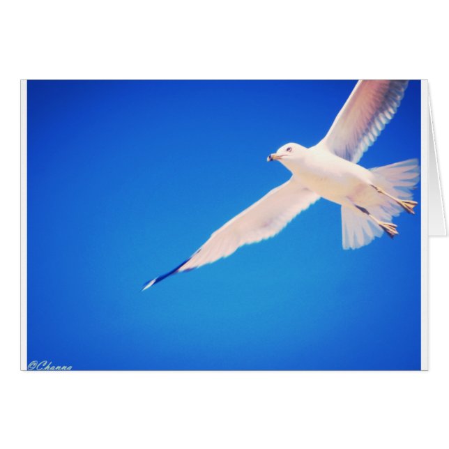 Seemöwe, die durch den Himmel ansteigt (Vorderseite (Horizontal))