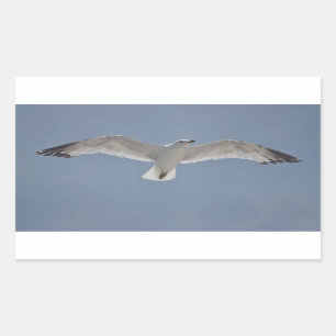 Seemöwe-Foto Rechteckiger Aufkleber