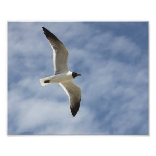 Seemöwe im Flug Fotodruck