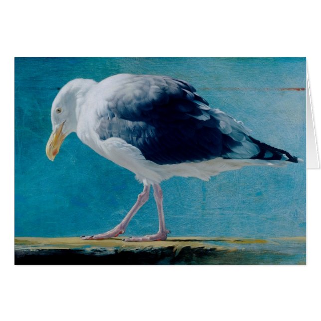 Seemöwe-leere Karte durch Andrew Denman (Vorderseite (Horizontal))