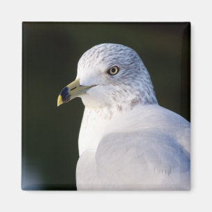 Seemöwe-Magnet Magnet