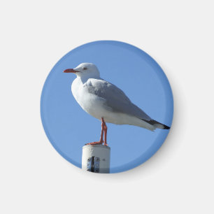 Seemöwe-Magnet Magnet