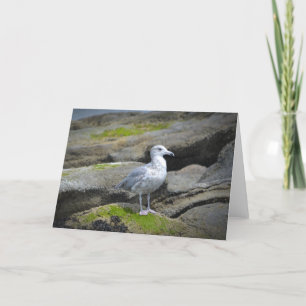 Seemöwe Notecard Karte