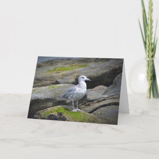 Seemöwe Notecard Karte (Vorderseite)