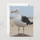 Seemöwe Postkarte (Vorne/Hinten)