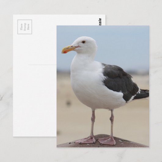 Seemöwe Postkarte (Vorne/Hinten)