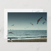 Seemöwen Brighton Postkarte (Vorne/Hinten)