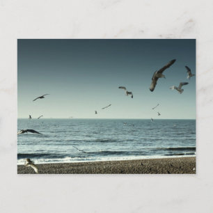 Seemöwen Brighton Postkarte