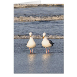 Seemöwen, die auf den Strand schlendern