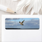 Seemöwen im Flug (Insitu)