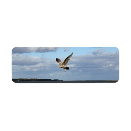 Seemöwen im Flug (Vorne)