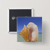 SeeMuschel-nahes hohes Button (Vorne & Hinten)