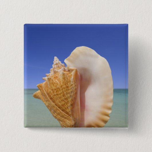 SeeMuschel-nahes hohes Button (Vorderseite)