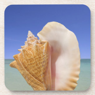 SeeMuschel-nahes hohes Untersetzer