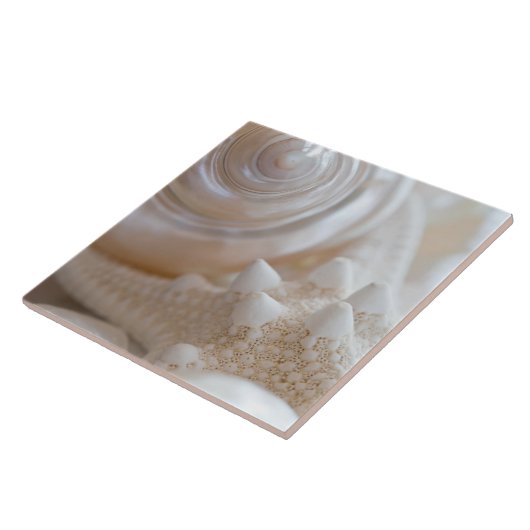 SeeMuschel-u. -Starfish-Hintergrund - Fliese (Seite)