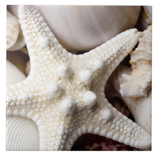 SeeMuschelstarfish-Hintergrund - Strand-Muscheln Fliese (Vorderseite)