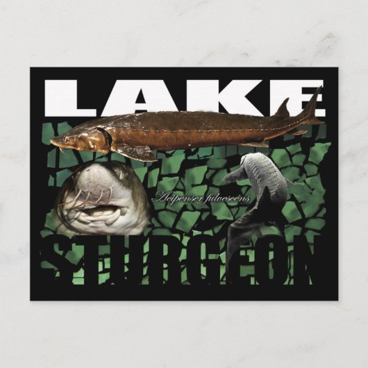 Seen-Sturgeon-Collage-Postcard Postkarte (Vorderseite)