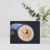 Seeneunauge Postkarte (Stehend Vorderseite)