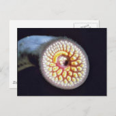 Seeneunauge Postkarte (Vorne/Hinten)