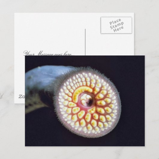 Seeneunauge Postkarte (Vorne/Hinten)